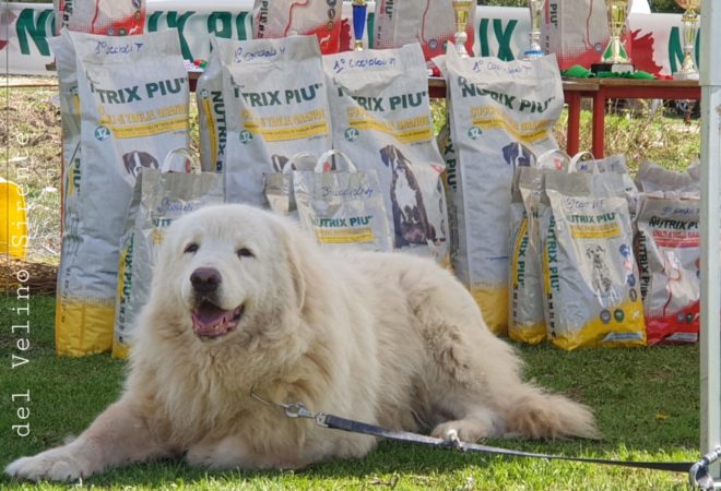 Cane da Pastore Maremmano Abruzzese