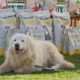 Cane da Pastore Maremmano Abruzzese