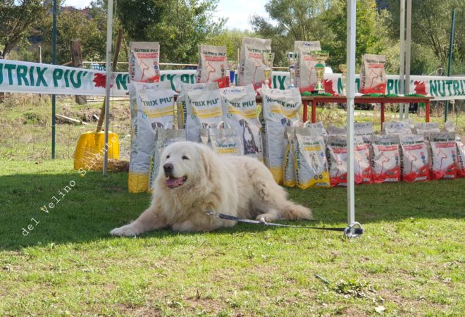 Cane da Pastore Maremmano Abruzzese