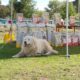 Cane da Pastore Maremmano Abruzzese