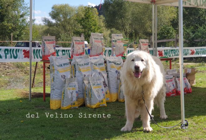 Cane da Pastore Maremmano Abruzzese