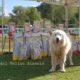 Cane da Pastore Maremmano Abruzzese