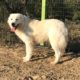 Cane da Pastore Maremmano Abruzzese