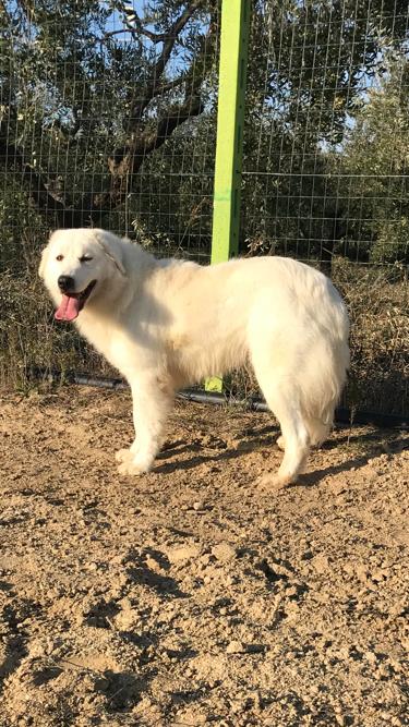 Cane da Pastore Maremmano Abruzzese