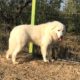 Cane da Pastore Maremmano Abruzzese