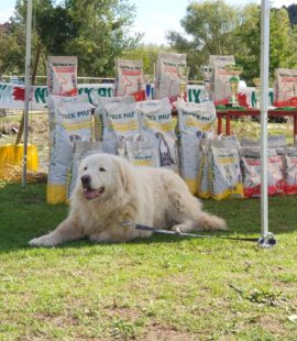 Cane da Pastore Maremmano Abruzzese